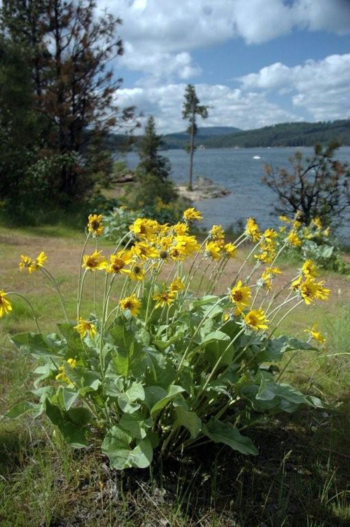 Corbin Point is  on the south end of Tubbs Hill in Coeur d’Alene. The large showy sunflower, Arrow Leaf Balsamroot, can be found in large numbers on the dry, sunny, exposed slopes.Special to  (Photos by Mike Bbrodwater Special to / The Spokesman-Review)