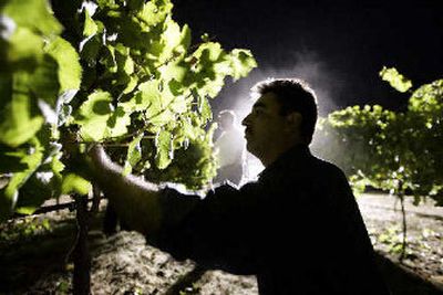 
Fermin Manzo picks clusters of Pinot Grigio grapes during a night harvest at Luna Vineyards in Napa, Calif., last year. Picking after dark is becoming increasingly popular with vintners. 
 (Associated Press / The Spokesman-Review)