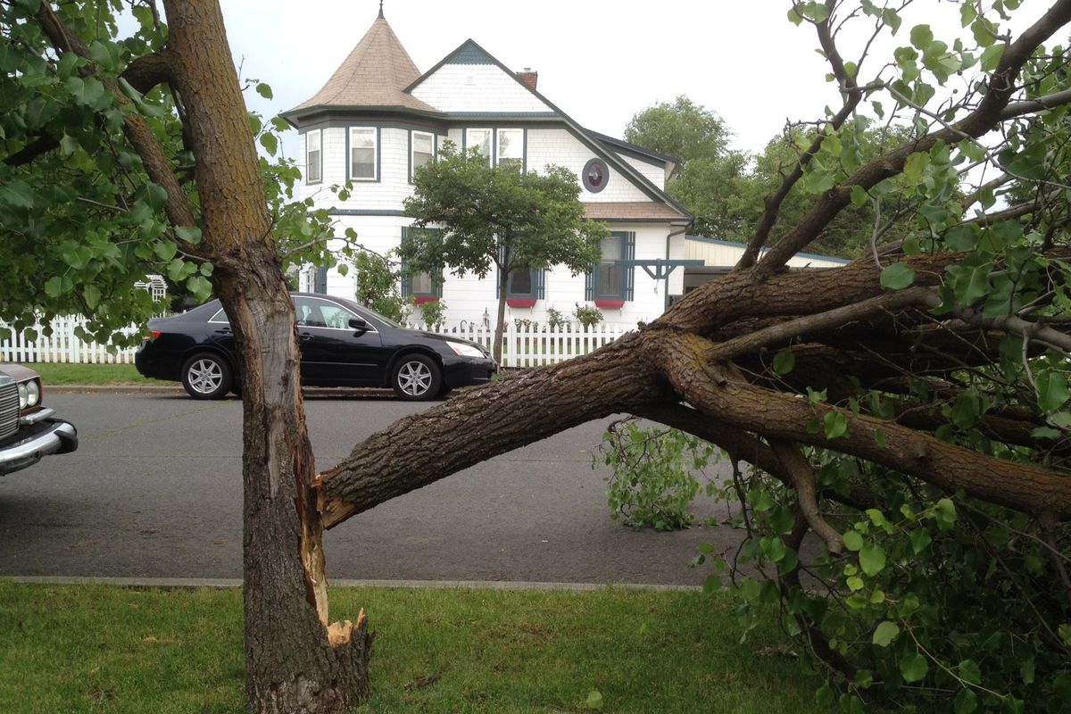 A tree damaged by the storm at Addison and Augusta in Spokane, Wash., Wednesday, July 23, 2014. (Dan Pelle / The Spokesman-Review)