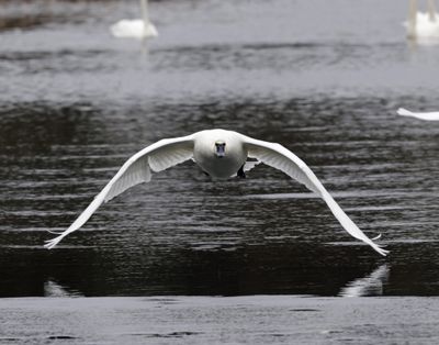 A trumpeter swan flies toward the camera at Turnbull National Wildlife Refuge earlier this month in this photo by Jerry Rolwes.  (Courtesy of Jerry Rolwes)