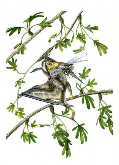 
A rendering provided by the PNAS/National Academy of Sciences shows the Nemicolopterus crypticus. Associated Press
 (Associated Press / The Spokesman-Review)