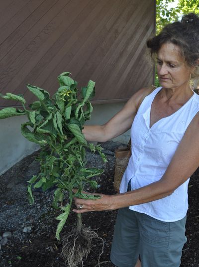 Andie Mauk of Medical Lake holds a tomato plant from her garden with classic physiological leaf roll. (Pat Munts)