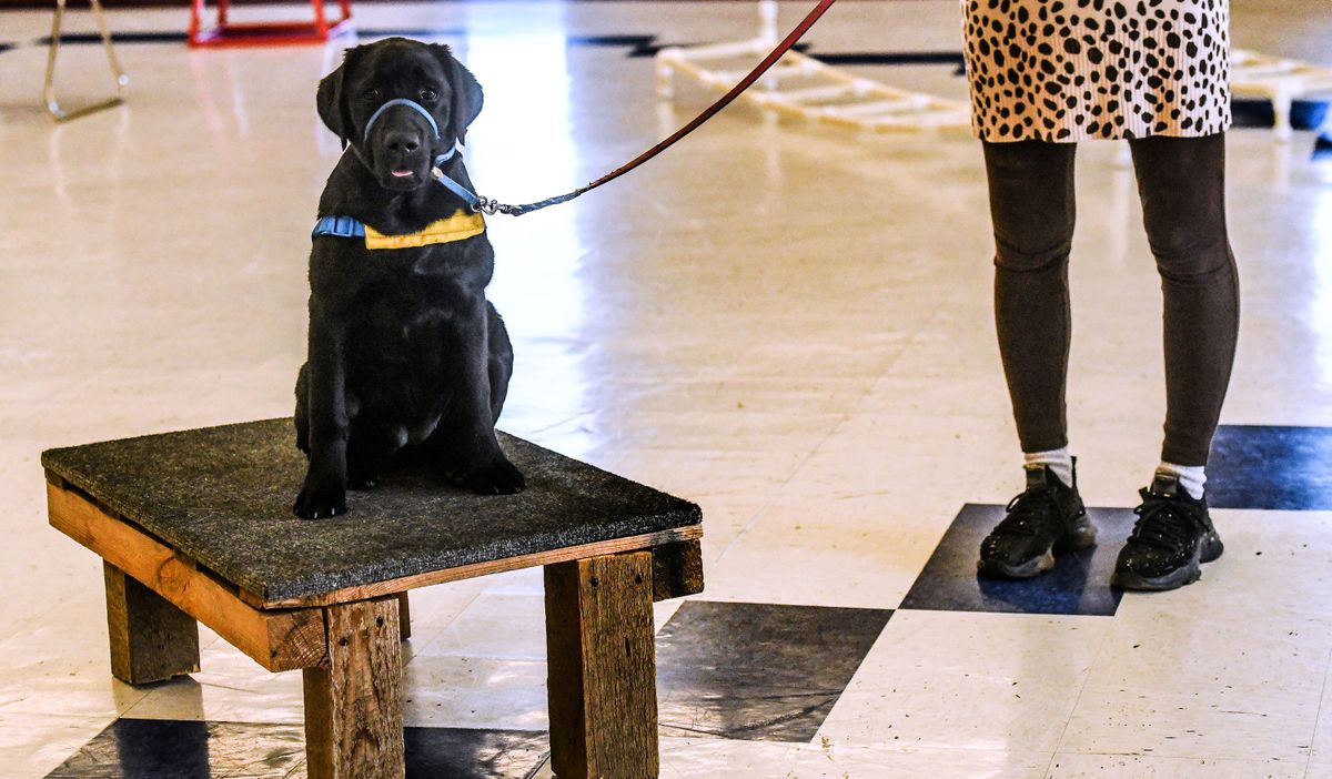 Chika Orton works with 5-month-old Jolene during the Canine Companions class in Sandpoint on Wednesday, March 22, 2023.  (Kathy Plonka/The Spokesman-Review)