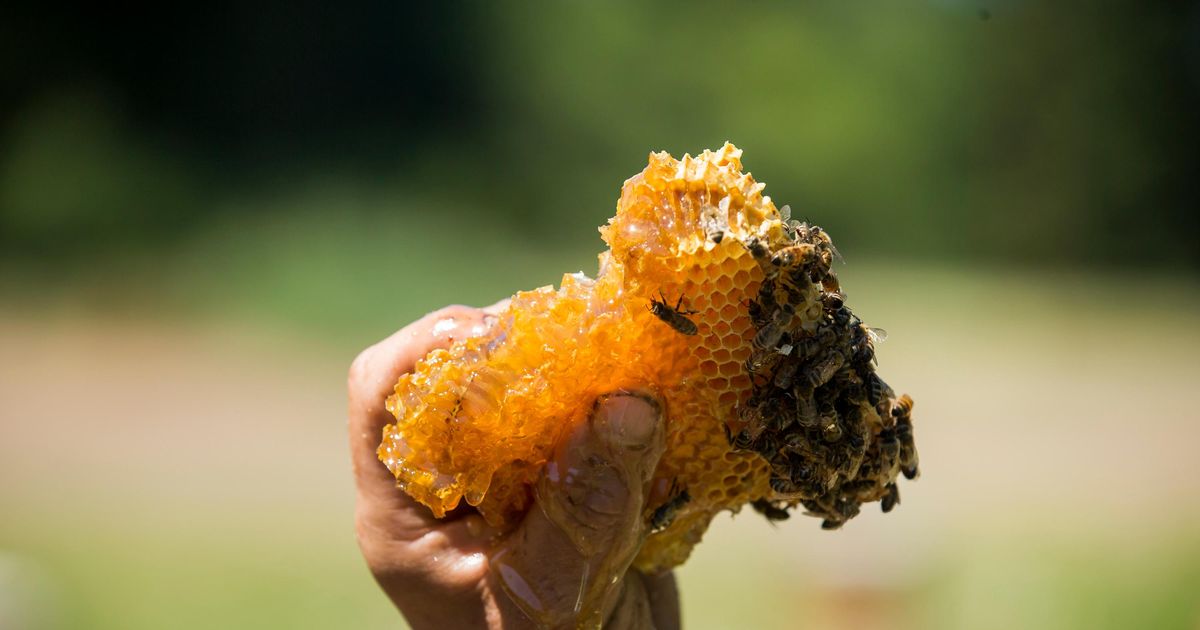 Wait, does America suddenly have a record number of bees?