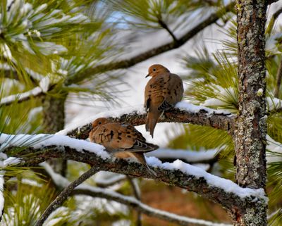 Local wildlife photographer Angela Marie took this photo of two turtle doves near Hauser Lake.   (Courtesy of Angela Marie)