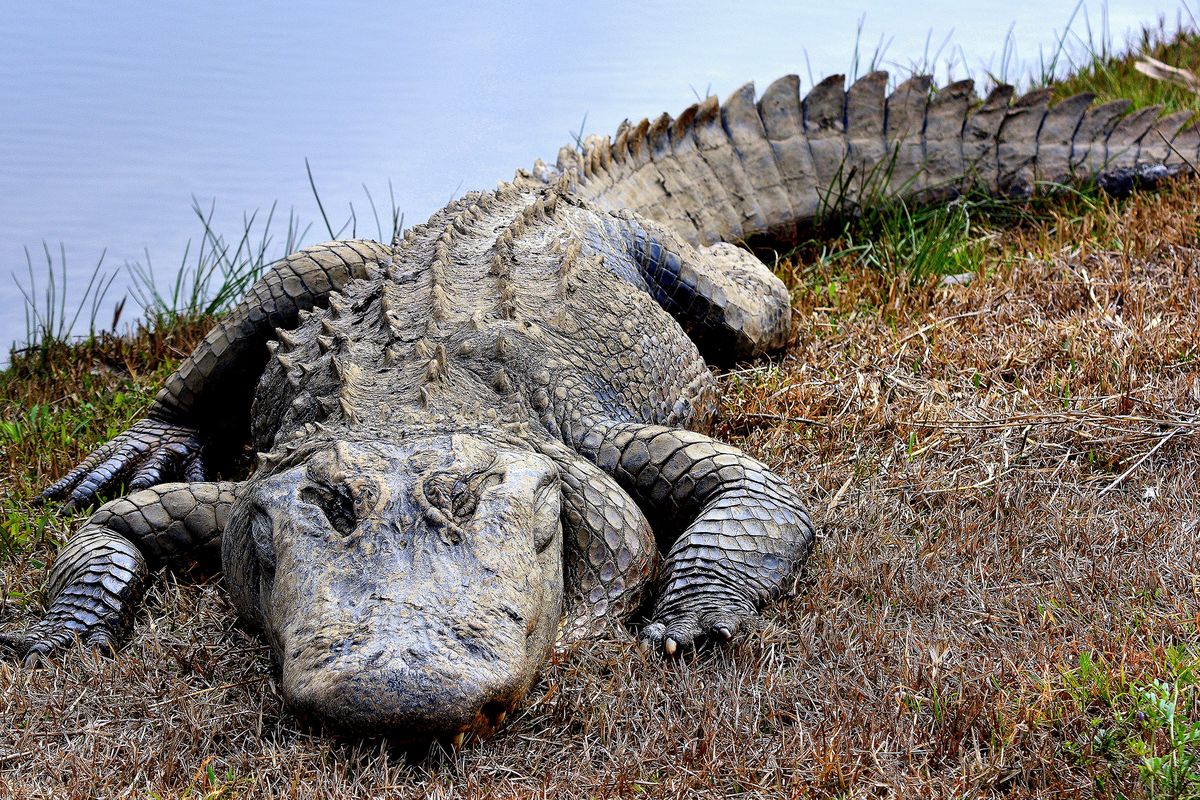 Alligators can run as fast as 35 mph on land, but only for short distances. Their large bodies and short legs make traveling over land more difficult than swimming.  (Ann Cameron Siegal/Special to the Washington Post)