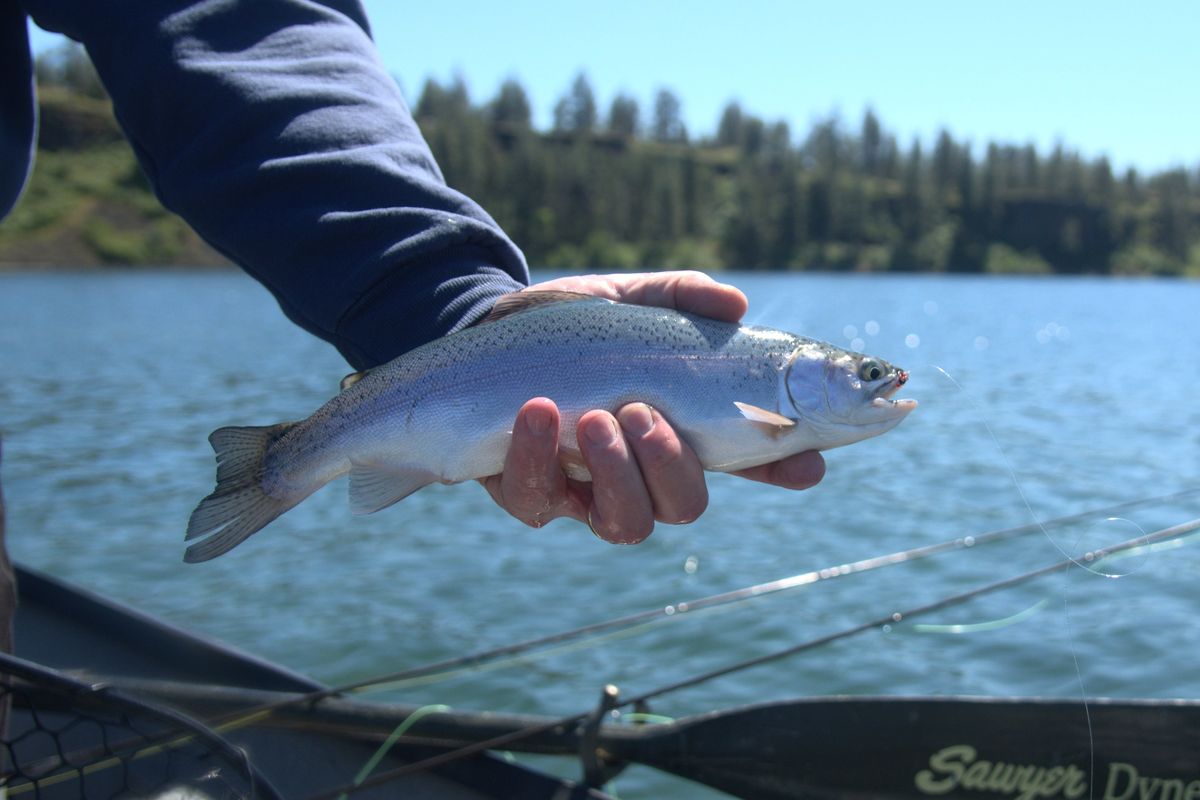 A rainbow trout caught in Williams Lake south of Spokane. (Michael Wright/The Spokesman-Review)