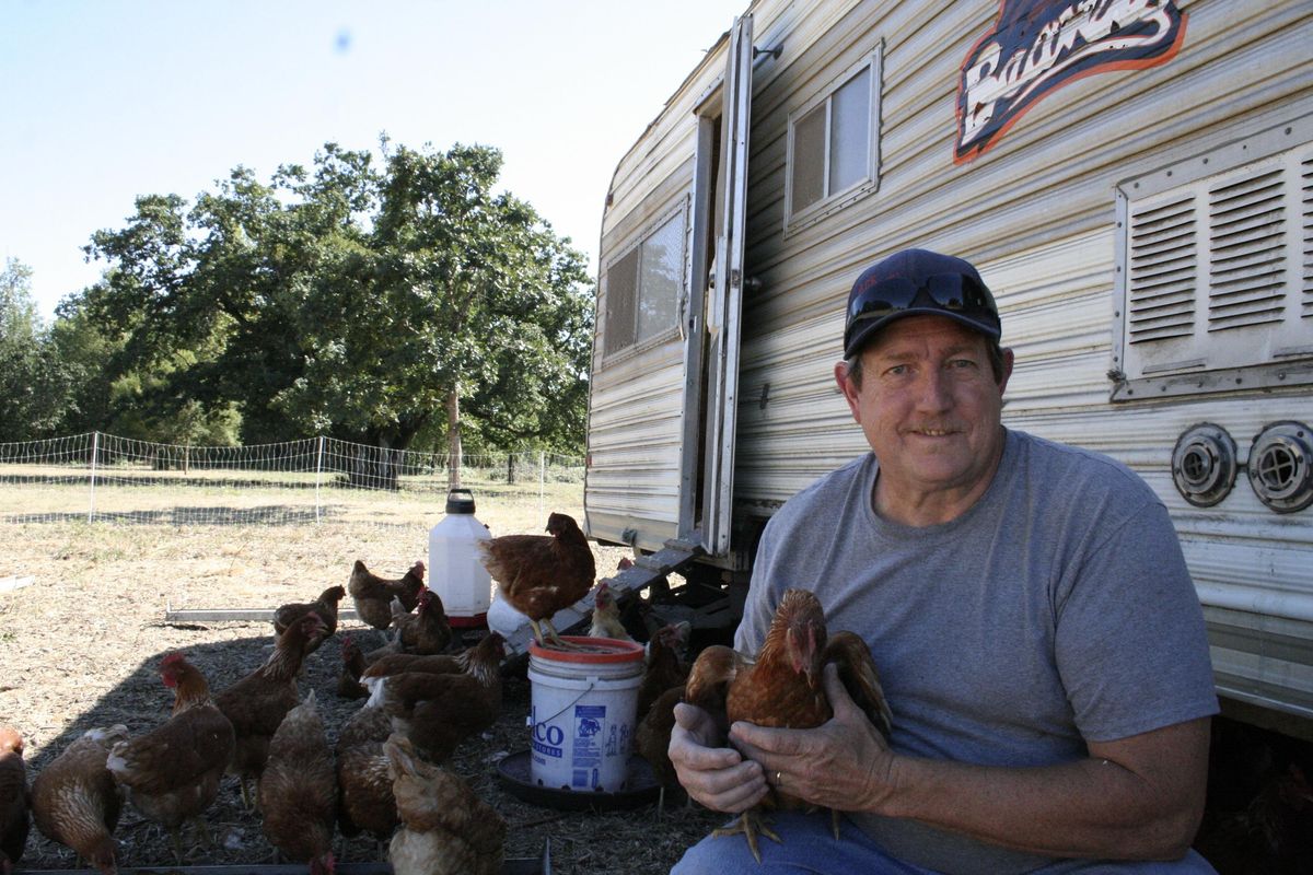 Farmer Kevin Hobbs poses for a photo with his chickens at his family’s property near Turner, Ore. (Mateusz Perkowski / Mateusz Perkowski The Capital Press)