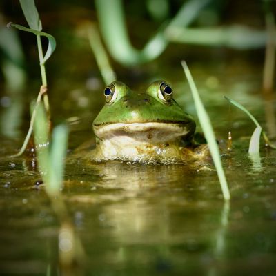 Angela Marie took this photo of a frog in Hauser Lake.  (Courtesy of Angela Marie)