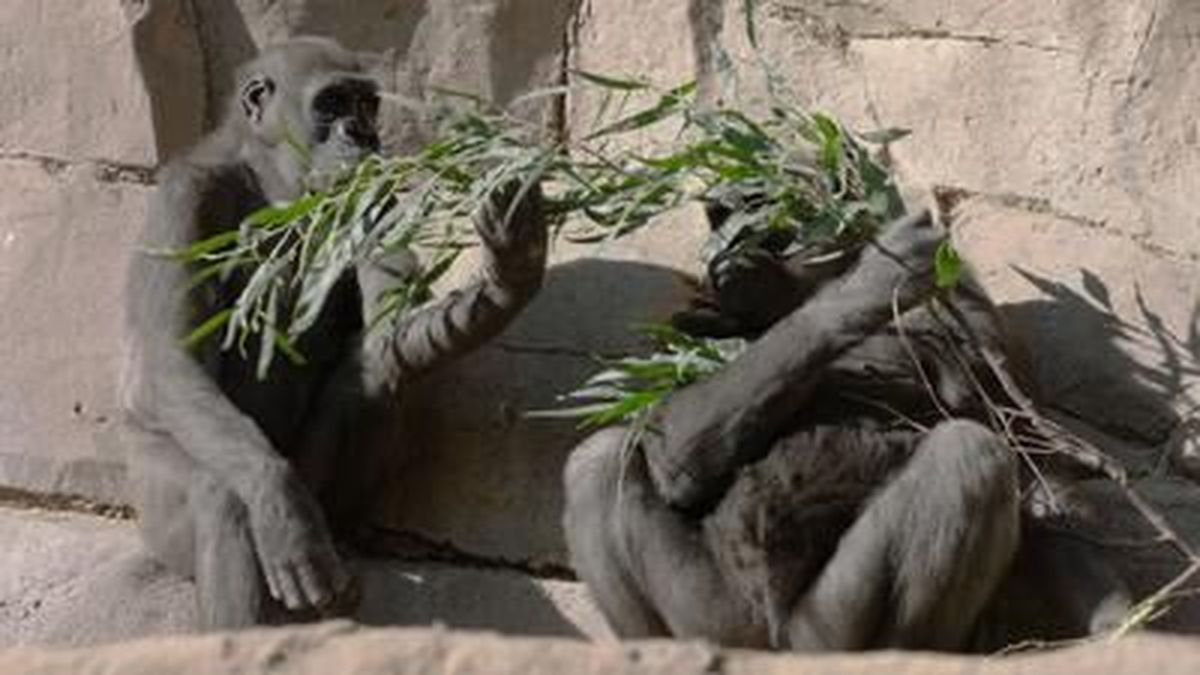 Monkey  San Diego Zoo Animals & Plants