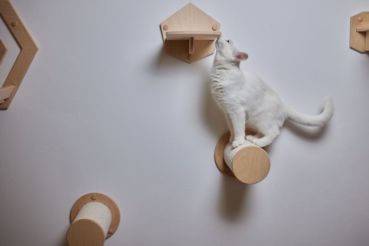 Cat perches and scratching posts can be mounted on the wall to allow for your cat’s natural inclination to climb.  (Shutterstock)