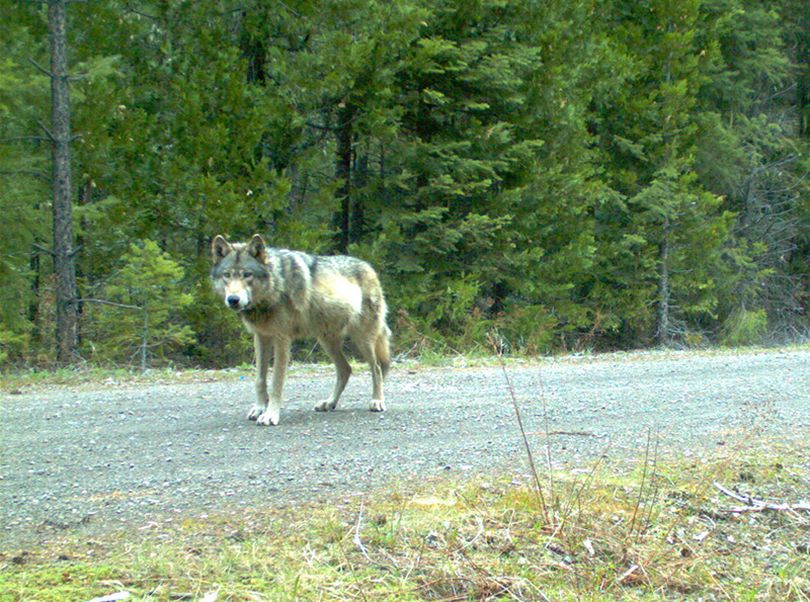Remote camera photo of OR7 captured on 5/3/2014 in eastern Jackson County on USFS land. (U.S. Fish and Wildlife Service)