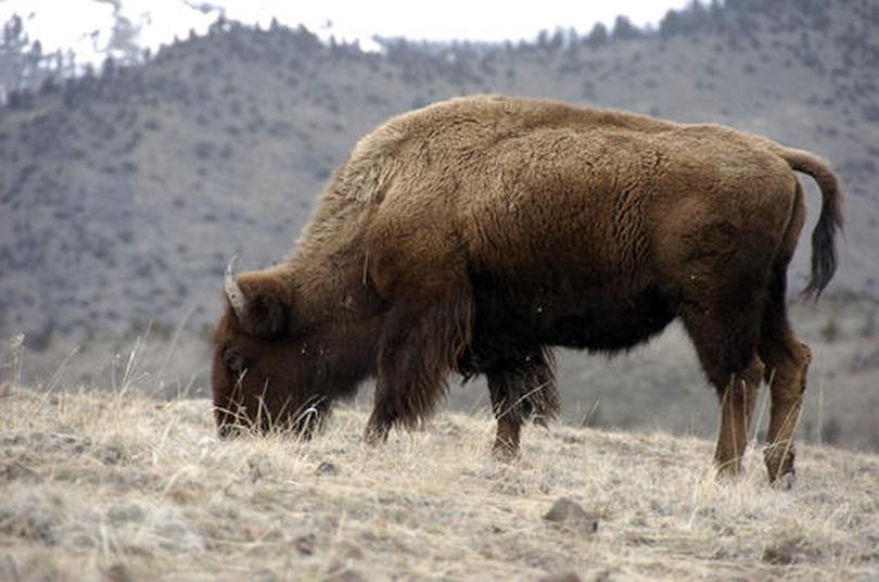 A bison grazes in Yellowstone National Park near Gardiner, Mont., in this March 9, 2016 photo. (AP / Matthew Brown)