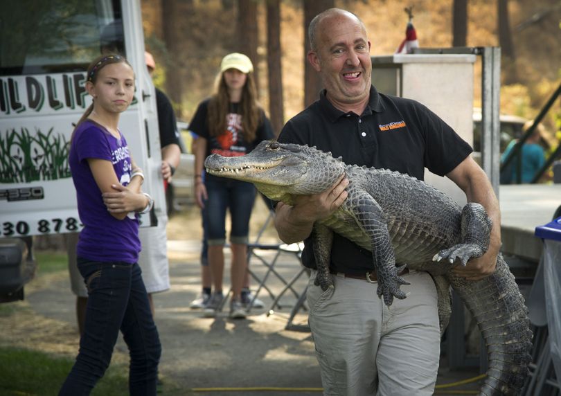 Gabe Kerschner, with “Mutual of Omaha’s Wild Kingdom,” carries a 6-foot North American alligator on stage at Valleyfest.