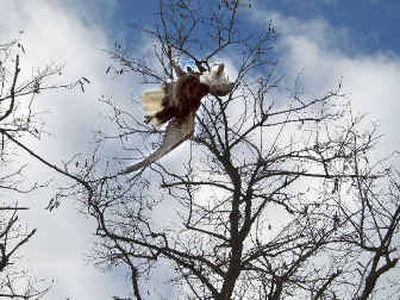 
An adult bald eagle was found shot and killed Monday and hanging from a tree branch about one mile north of Sprague. 
 (Photo courtesy U.S. Fish and Wildlife Service / The Spokesman-Review)