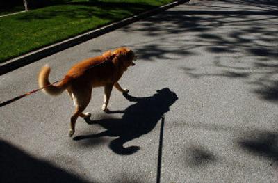 
Shilo heads for a walk with his masters.
 (The Spokesman-Review)