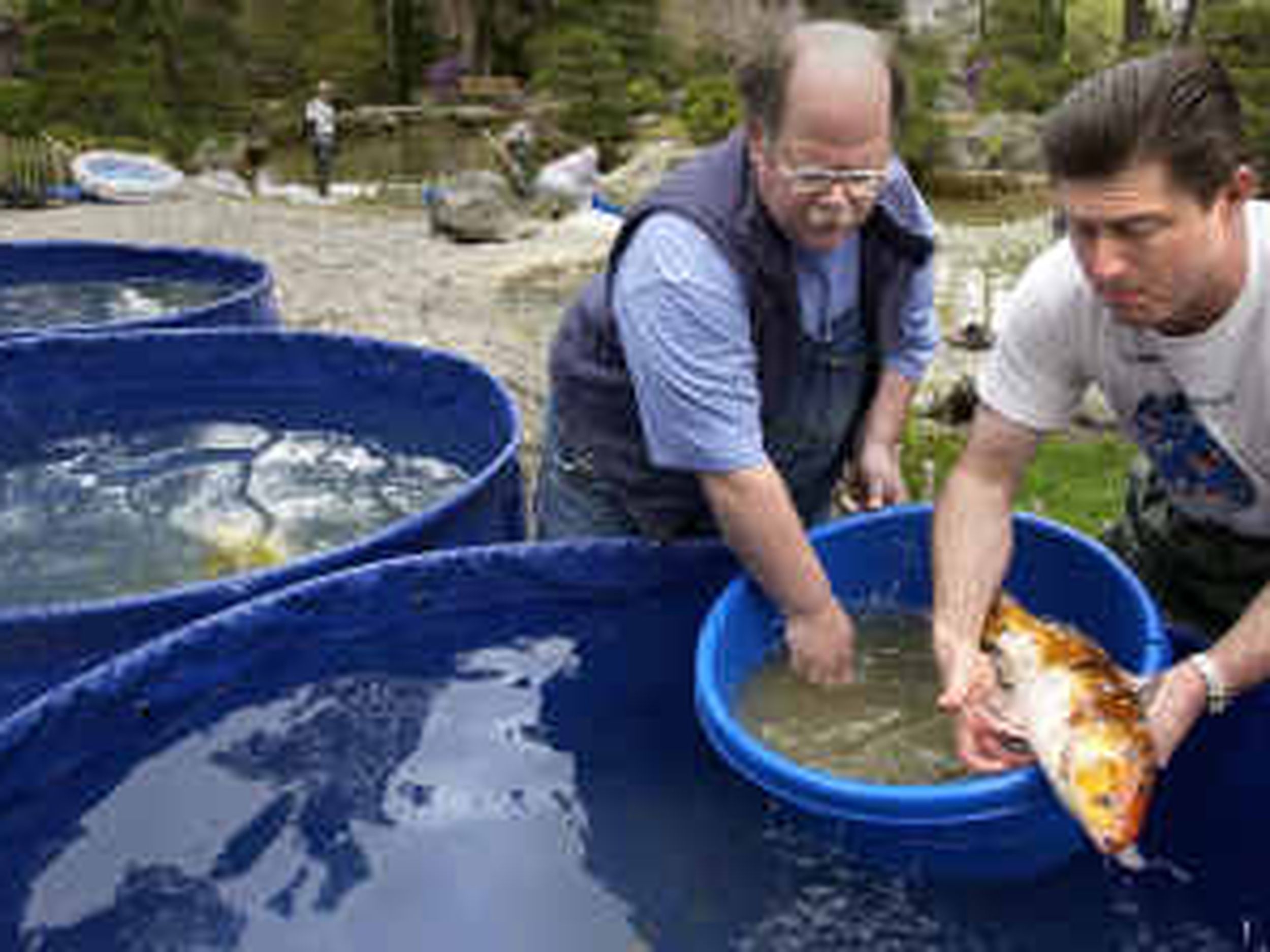 Manito koi get the gift of cleanliness