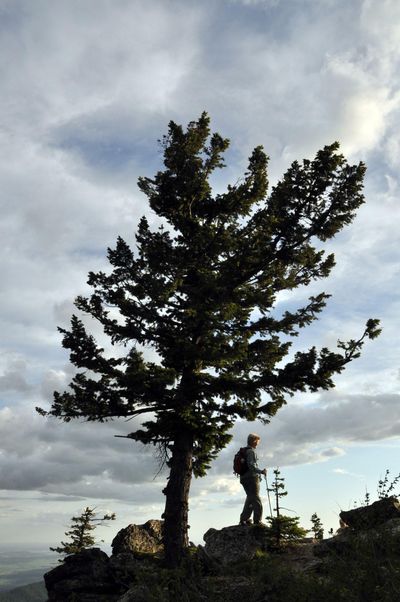 A hiker follows the trail to the top of Mount Kit Carson in Mount Spokane State Park. (Rich Landers / The Spokesman-Review)