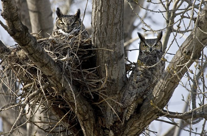 A female great horned owl, left, sits on her nest while her mate watches for intruders.