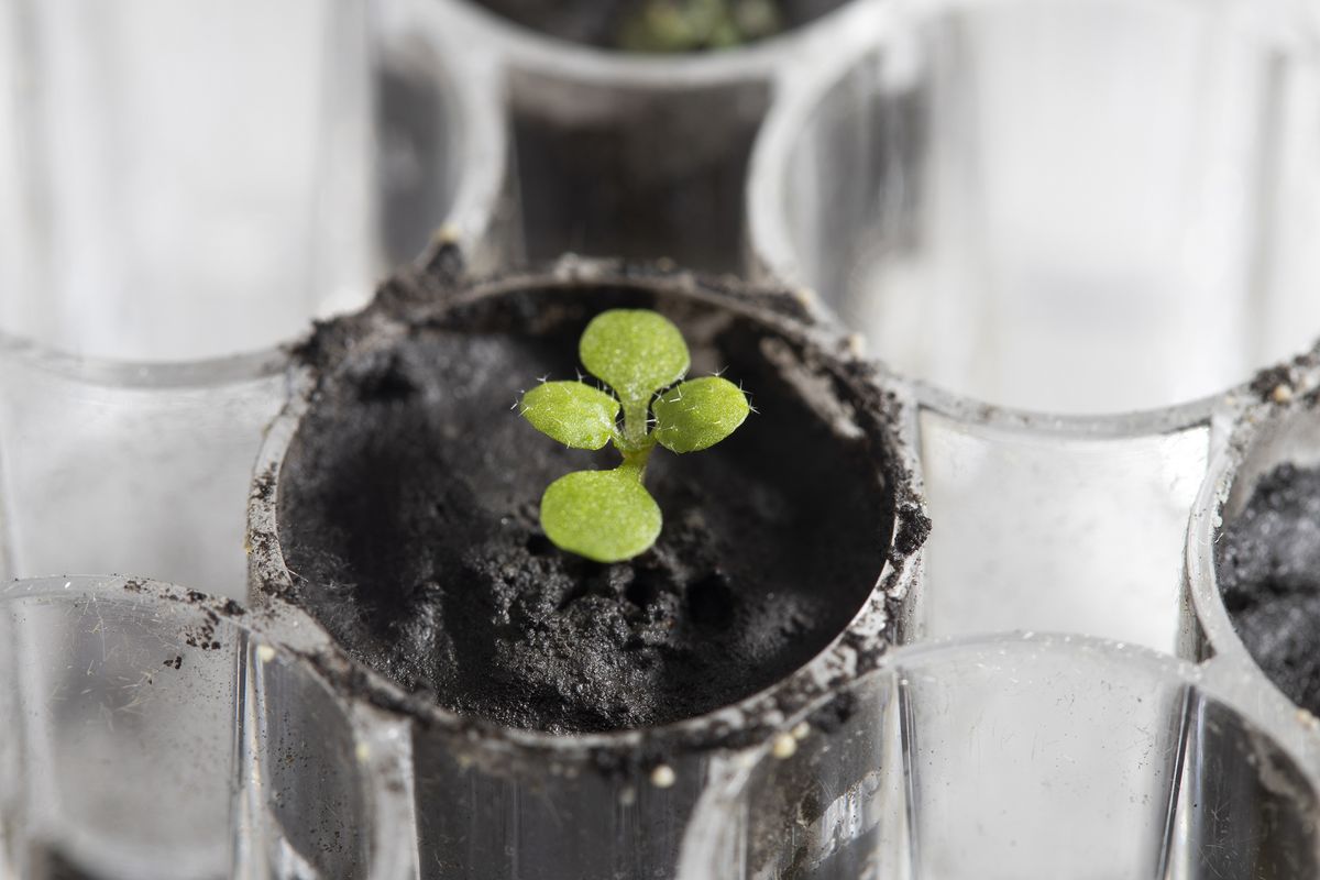 Scientists grew this mouse-ear cress plant using lunar soil brought back from missions to the moon in the 1960s and 1970s. With NASA planning to send astronauts to the moon for longer stays, it