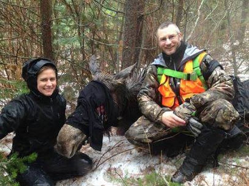Wildlife biologists Annemarie Prince and Paul Wik helped capture 28 moose in northeast Washington in late fall of 2014. The moose were fitted with radio collars for a study. Wik shot the moose with tranquilizer darts from a helicopter and Prince handled the animals on the ground. (Washington Department of Fish and Wildlife)