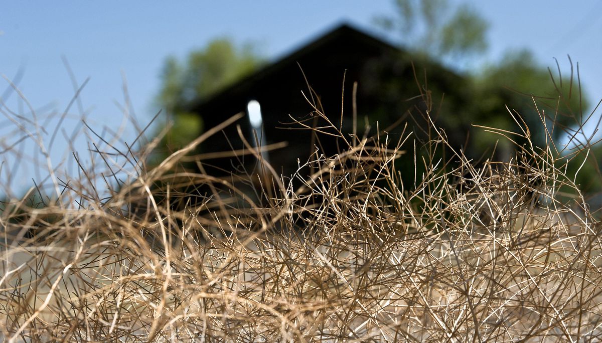 A barn on Trent Avenue in Spokane Valley is surrounded by dry brush on Thursday, August, 1, 2019. Fire danger is heating due to the windy dry conditions and expected thunderstorms. Kathy Plonka/THE SPOKESMAN-REVIEW (Kathy Plonka / The Spokesman-Review)
