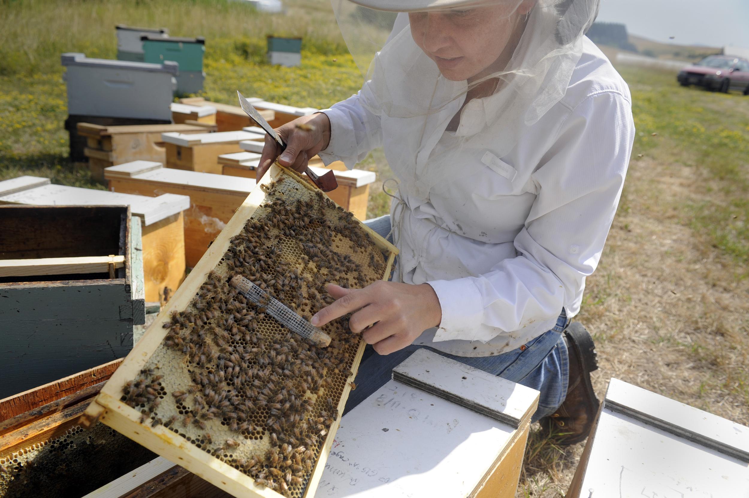 Researching honeybees - Aug. 5, 2009 | The Spokesman-Review
