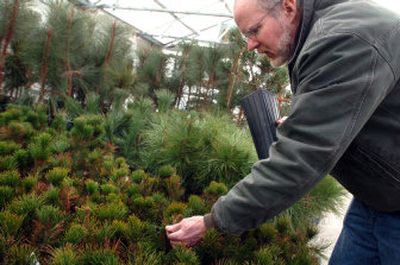 
At the U.S. Forest Service nursery in Coeur d'Alene, horticulturist Dave Foushee keeps watch over a pallet of whitebark pine trees, each about seven years old. The whitebark reaches maximum cone-bearing when it is about 250 years old. 
 (Jesse Tinsley / The Spokesman-Review)