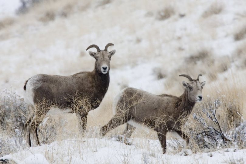 Bighorn sheep ewes. (Associated Press)