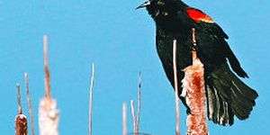 
They're back! Red-winged blackbirds are harbingers of spring.
 (File / The Spokesman-Review)