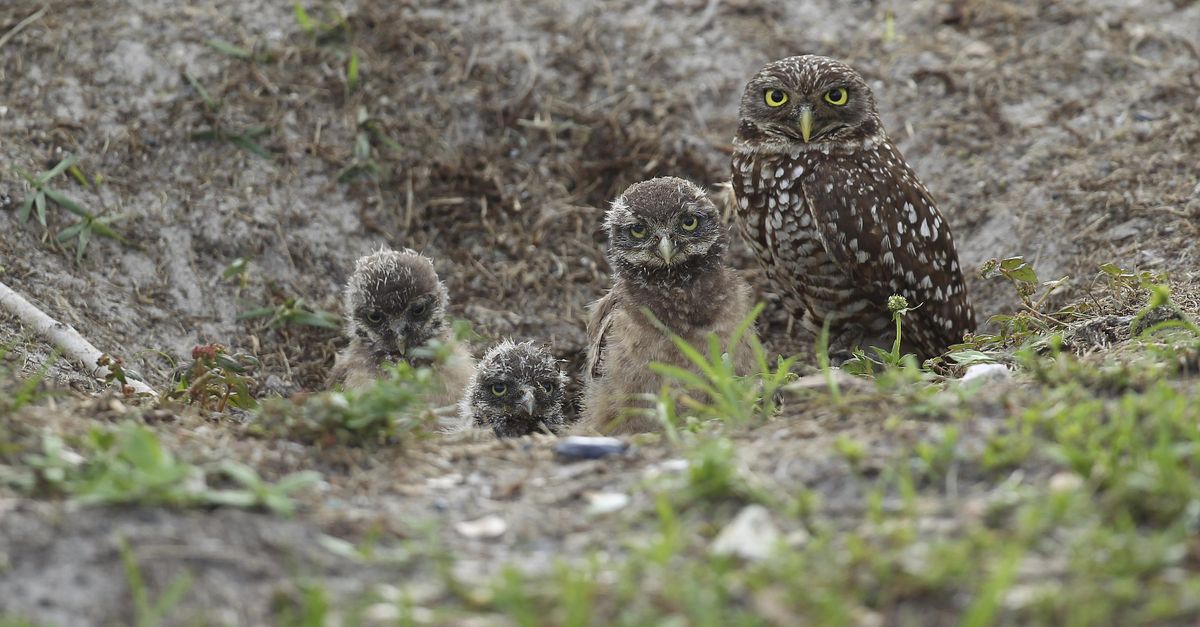 A mature burrowing owl and three young chicks sit at the entrance to their nest in Brian  Piccolo Park in Pembroke Pines, Fla. Researchers have discovered a group of rare burrowing owls thriving in a nature preserve near Los Angeles International Airport. (J Pat Carter / Associated Press photos)