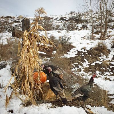 Turkeys like pumpkins, and probably pumpkin pie, too. (Teri Pieper)