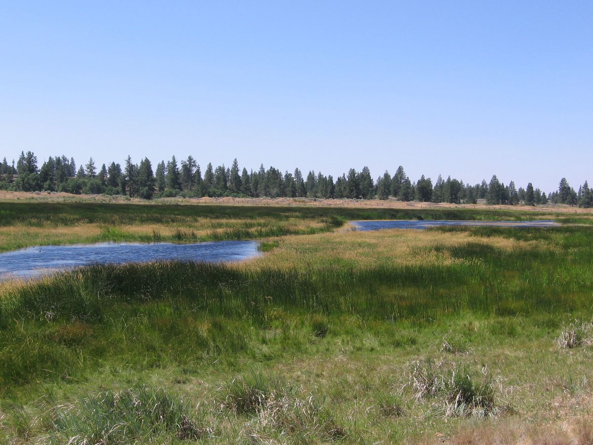 The former Telford-area meadow shown in 2008, two years after a wetland restoration project undertaken by BLM in partnership with Ducks Unlimited. Photos courtesy of BLM (Photos courtesy of BLM / The Spokesman-Review)