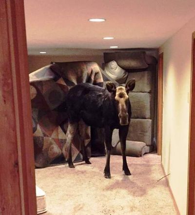 A moose stands in the basement of a Hailey, Idaho, home after breaking through a window well and falling into the residence. (Photo courtesy Idaho Fish & Game, via Coeur d'Alene Press)

