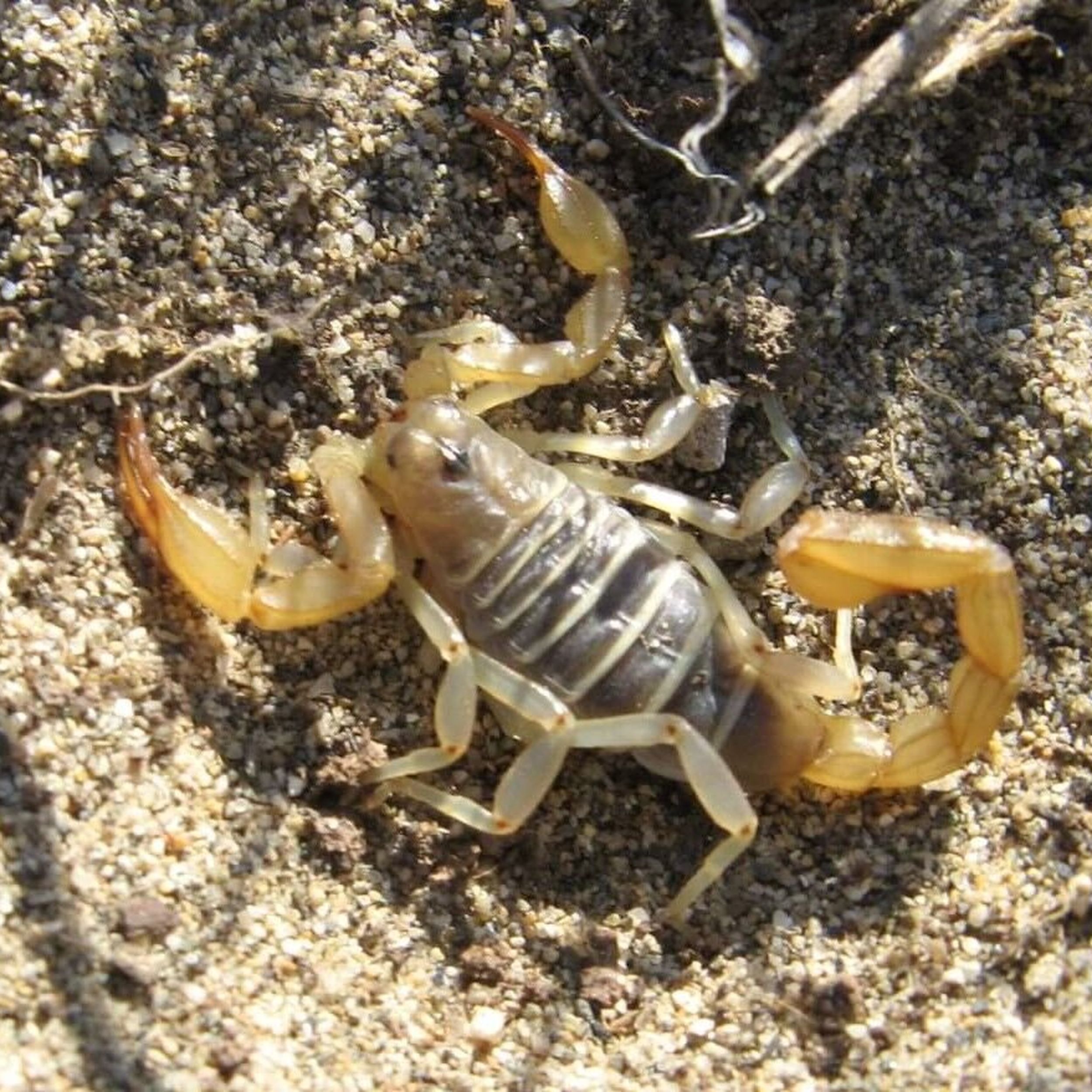 Did you know there are scorpions in the Columbia River Gorge?