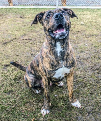Joy, a white-brindled female dog, would make a fine family dog, the Spokane County Regional Animal Protection Service said. (Kathy Piper / SCRAPS)