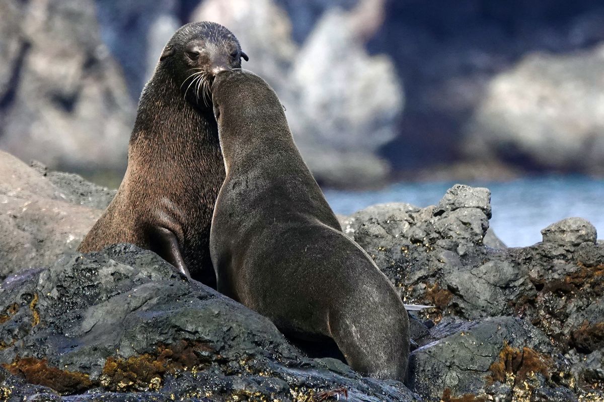 Juan Fernández fur seals on Robinson Crusoe Island, on the Juan Fernández archipelago off the coast of Chile.  (Shivya Nath/For the Washington Post)