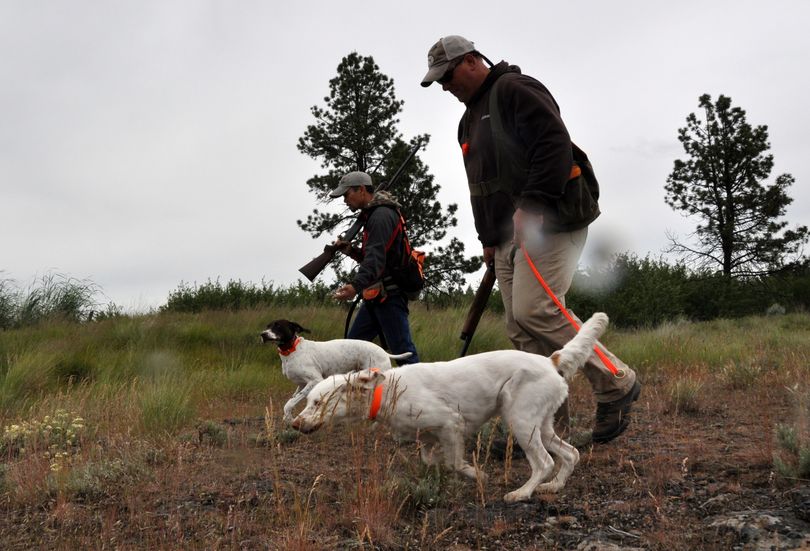 Ricky Poon with his German shorthair pointer, left, and Doug Koeing with his English setter start their brace in the Fun Hunt at Espanola on June 18, 2011. (Rich Landers)
