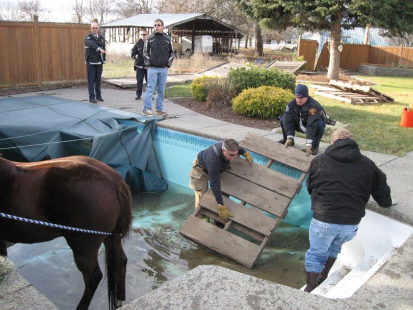 Firefighters build steps to get a horse out of a pool in the 17000 block of East Montgomery on Dec. 18. The horse was not injured when it fell through the pool cover.