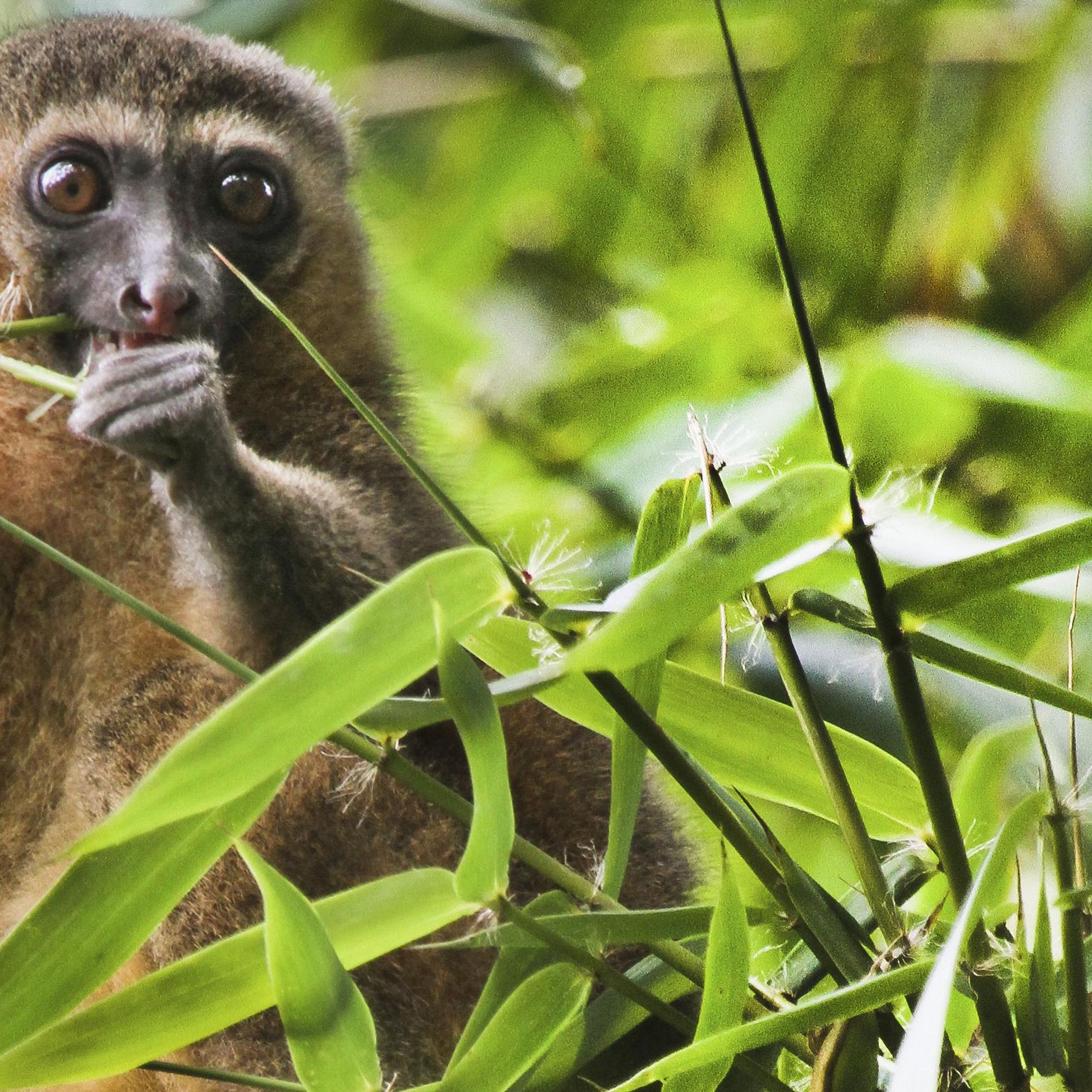 Coronavirus Disrupts Global Fight To Save Endangered Species The Spokesman Review