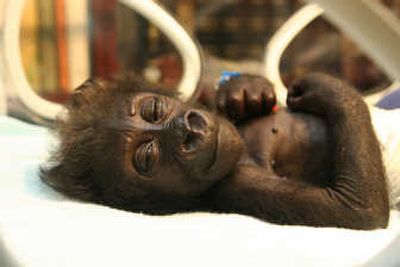 
Mary Two, a 6-week-old baby gorilla, recovers in the intensive care unit at the University of Muenster's clinic on Saturday.Associated Press
 (Associated Press / The Spokesman-Review)