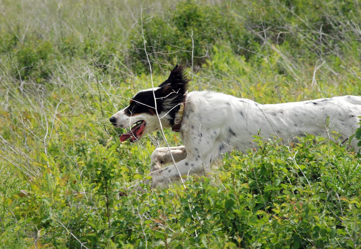 Reilly, an English Setter belonging to Rob Proctor of Deer Park, sprints during a 30-minute opportunity to find quail in a National Shoot To Retrieve Association trial sponsored by the Snake River Sportsman and Gun Dog Association on June 21 at Squaw Canyon Shooters near Rosalia.  (Rich Landers / The Spokesman-Review)