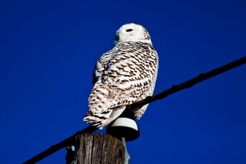 Snowy Owl that was still lingering in the Spokane region on April 14, 2012. (Jamie Dahlke)
