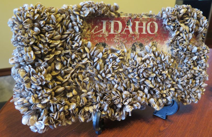 This Idaho license plate, immersed in Lake Mead for nine months, emerged thickly encrusted with invasive quagga mussels; some have been scraped off to show the plate underneath. Sen. Shawn Keough, R-Sandpoint, has the plate on display in her Capitol office in Boise; she wants Idaho to avoid similar infestations in its waterways. (Betsy Z. Russell)