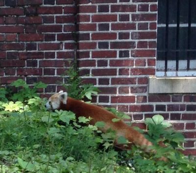 Animal keepers from the National Zoo captured Rusty the red panda in Washington, D.C., on Monday after it went missing from the zoo. (Associated Press)
