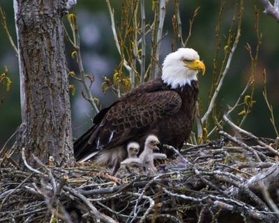 
A two-day-old bald eagle chick stretches on a nest about 150 feet above the ground near Lake Coeur d'Alene. (Craig Goodwin)