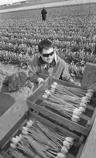 Rafel Santiago, a field supervisor, stacks boxes of tulips April 5 at Tulip Town near Mount Vernon.
(Associated Press / The Spokesman-Review)