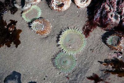 
Giant green anemones can get up to ten inches wide but many that are found in tide pools are smaller. They harpoon their prey with their tentacles and slowly move it to their central mouth.
 (The Spokesman-Review)