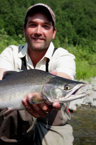 Pink salmon, also known as a humpy. (Associated Press)