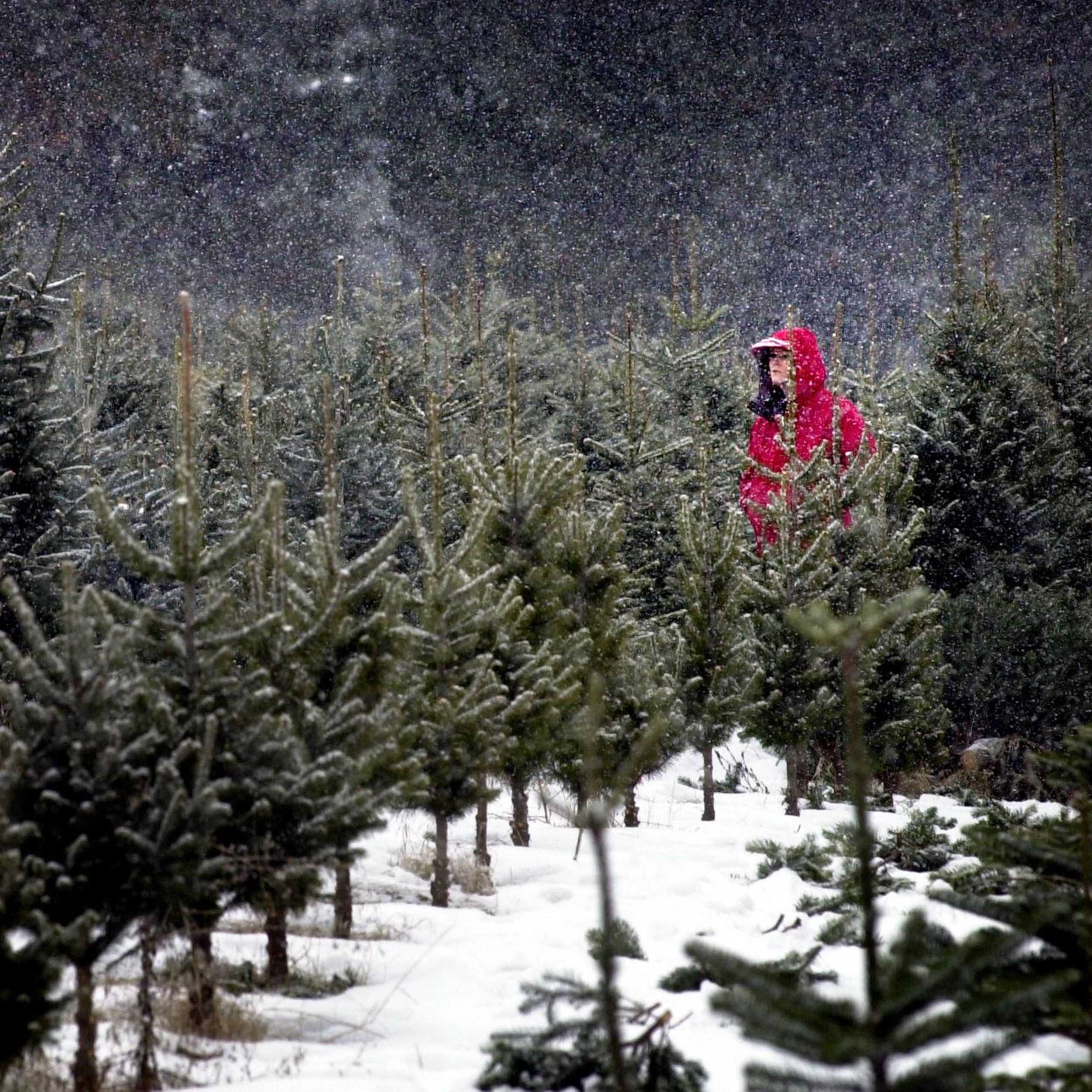 Gardening Search For The Perfect Fir At Local Tree Farms The Spokesman Review